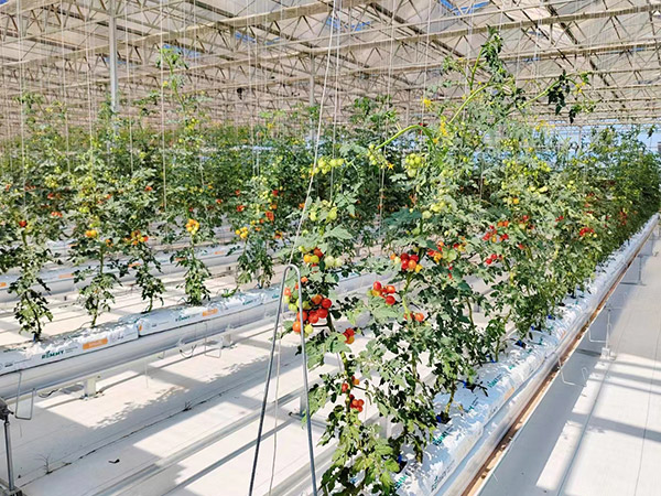 威海西红柿无土栽培