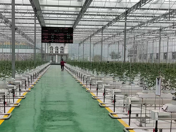 南通无土栽培培育