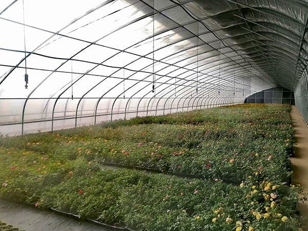 南京日光温室造价