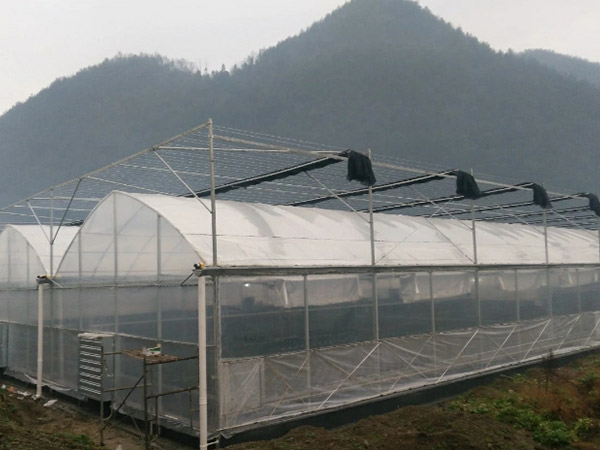 烟台薄膜连栋温室大棚